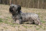 SKYE TERRIER 102